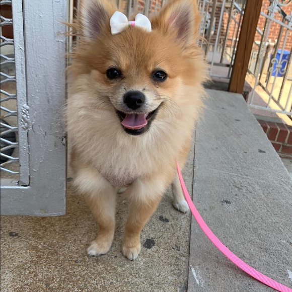 Meet your Posher, Pamela - Picture 3 of 5